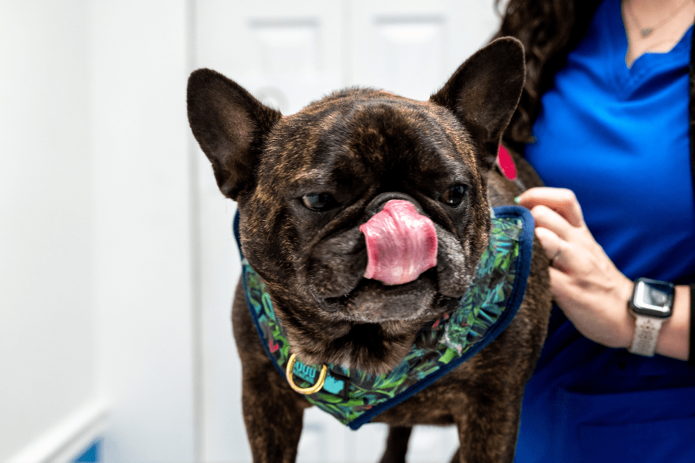 black-dog-showing-tounge
