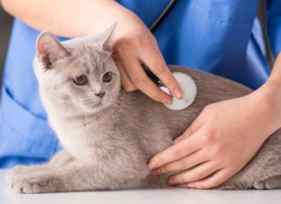 female-doctor-veterinarian-with-stethoscope-is-examining-cute-grey-cat-at-vet-clinic-new.