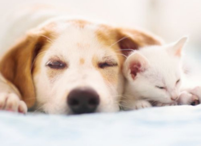 puppy-and-kitten-care