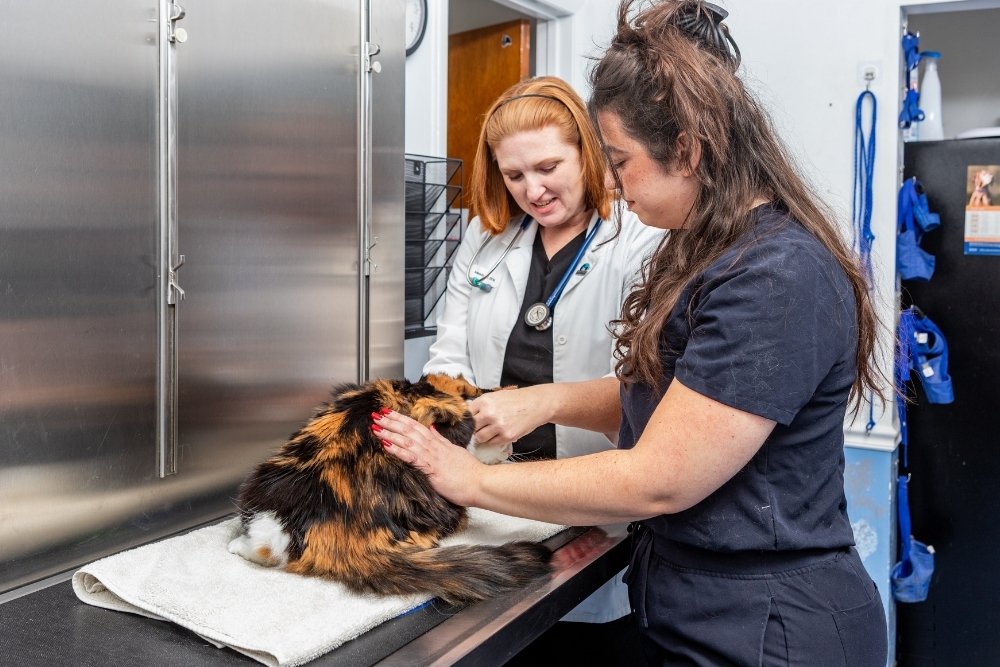 female-doctor-veterinarian-with-stethoscope-is-examining-cute-grey-cat-at-vet-clinic-new.